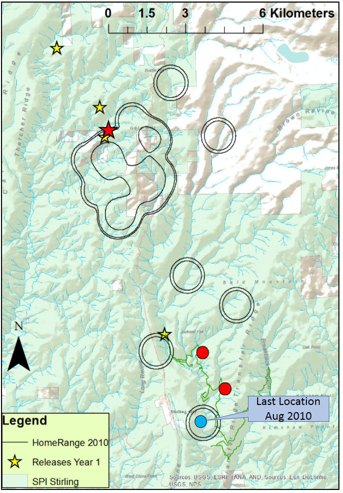 Estimated home range (black lines) of female F8B8D in 2010 as well as the location of her original release site (red star), last known location in 2010 (blue circle) and both recapture locations in the fall of 2013 (red circles). The green line is the access road used for setting and retrieving those traps.  